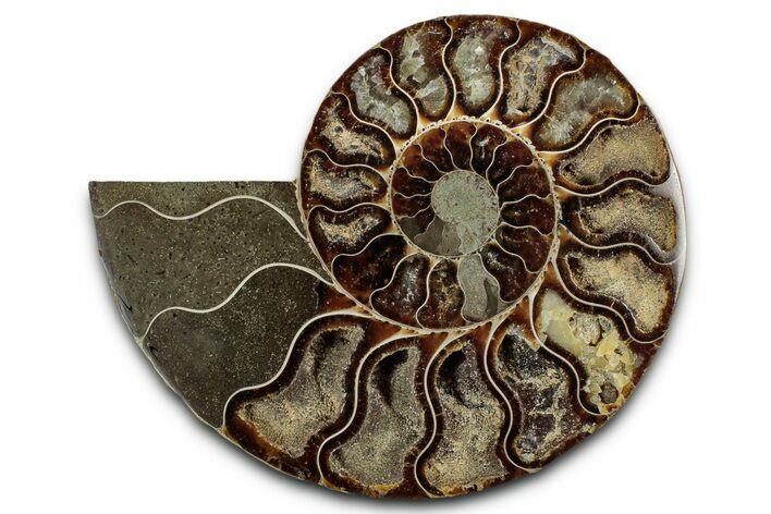 Cut & Polished Ammonite Fossil (Half) - Madagascar #336645